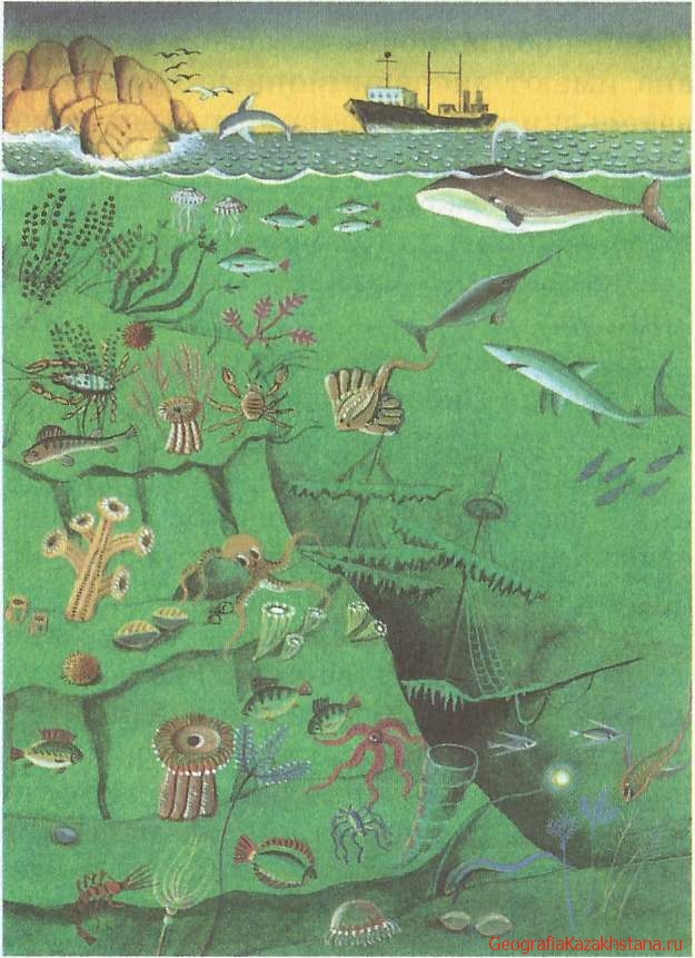 Животные и растения Океана.