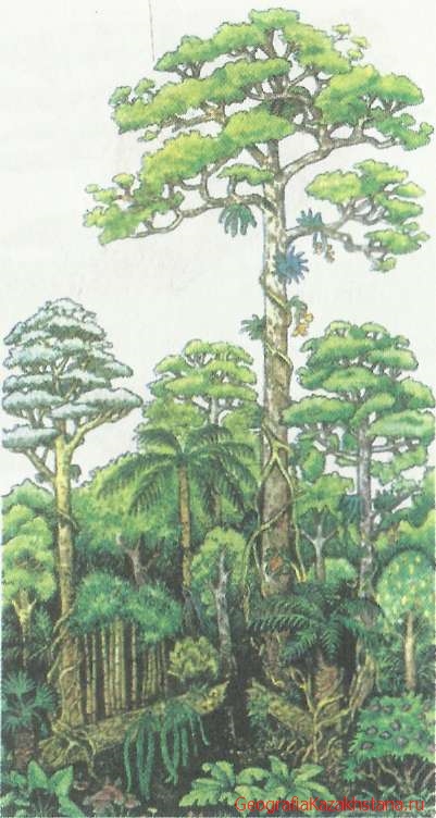 Экваториальный вечнозеленый лес